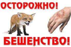 Осторожно — бешенство!